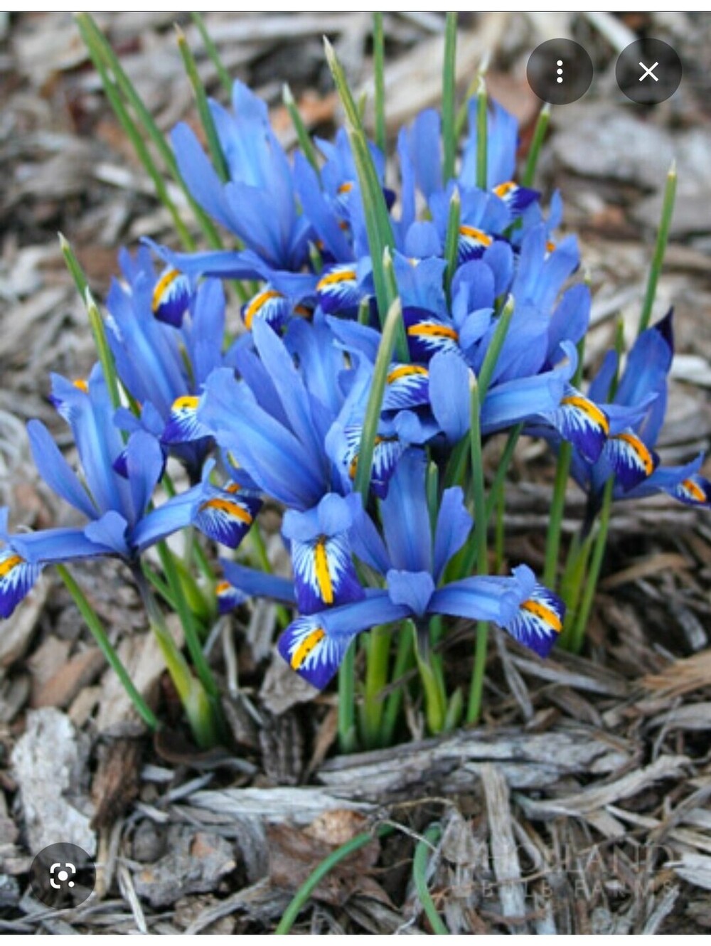 LIVE PLANT: Dwarf Blue Iris
